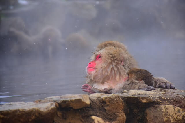 monkey sitting in outdoor hot spring