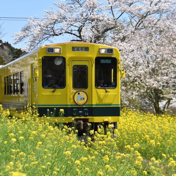 yellow Japanese train surrounded by yellow flowers and cherry blossoms