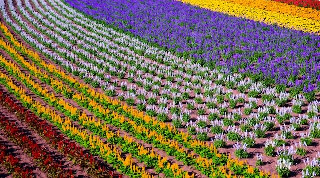 Rows of colorful flowers in Furano, near Sounkyo Onsen in Hokkaido