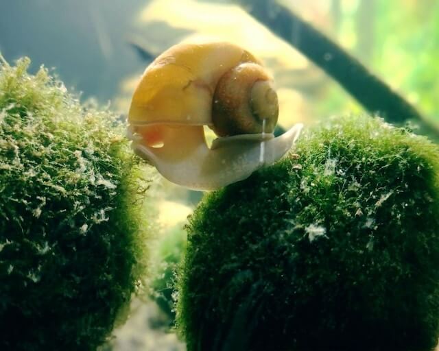 Close up of a snail sitting on the marimo algae balls that form at Lake Akan in Hokkaido
